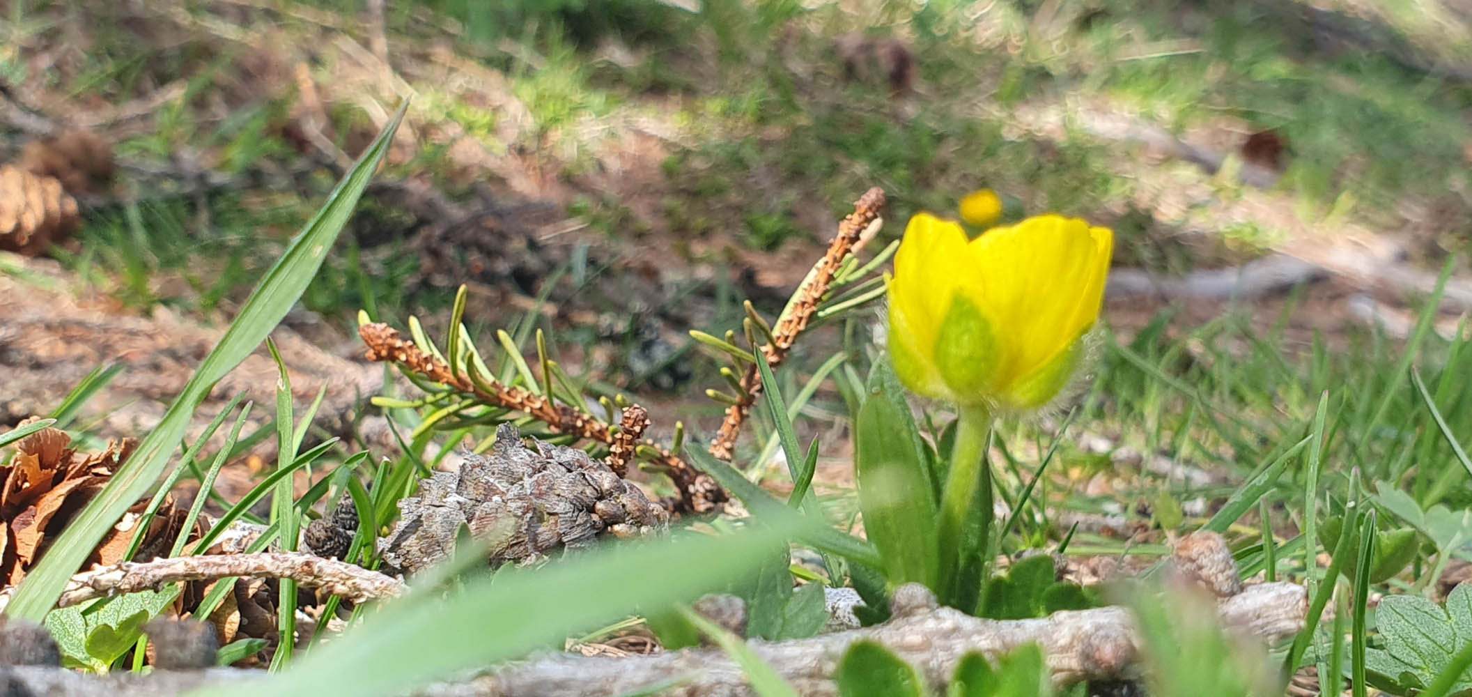 Fr�hling Bl�ht gelb