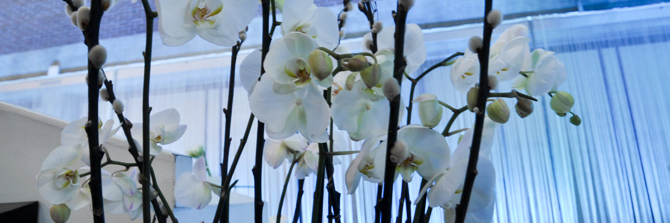 Phalenopsis