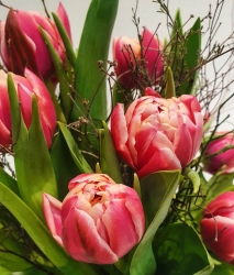 Tulpen Strauss mit 12 Tulpen und Grn