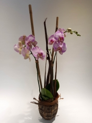 Orchidee im Topf rosa/pink