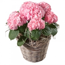 Hortensia im Korb